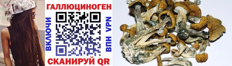 Купить  Михайловка  Псилоцибиновые грибы Cubensis 